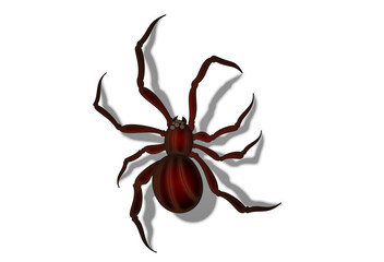 spider vector illustration black 거미 일러스트 shadow white background