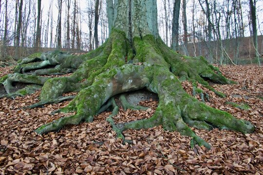 Old big tree root