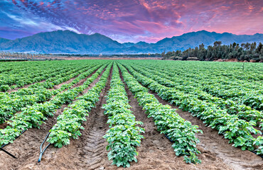 Dramatic sunset above the field with young potato plants and system of irrigation. The photo depicts GMO free advanced agriculture industry in desert and arid areas of the Middle East
