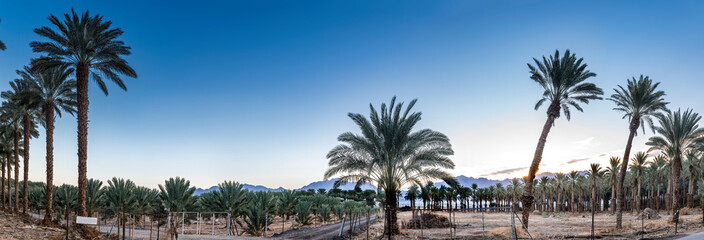 Panorama. Plantations of date palms intended for healthy food production. Agriculture of dates is rapidly developing industry in desert and arid areas of the Middle East