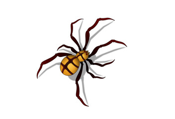 spider vector illustration perspective shadow white background line 거미 일러스트