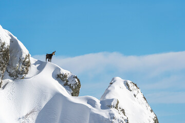 Mountain goat looking down from ridge ( Cozia Mountain - Romania)