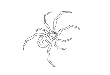 spider vector illustration perspective white background line 거미 일러스트