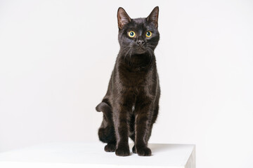 A beautiful slender black cat sits on a white cube on a white background and poses. Cute pet