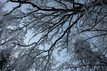 Snow on the tree branches. Winter View of trees covered with snow. The severity of the branches under the snow. Snowfall in nature