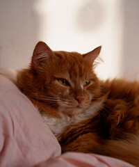 red sleepy cat on the bed