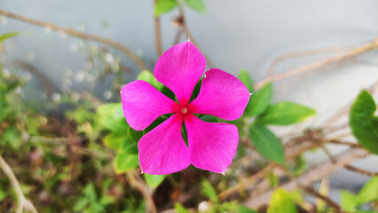 pink purple flowers have 5 petals
