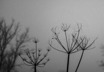 cow parsley in the winter mist