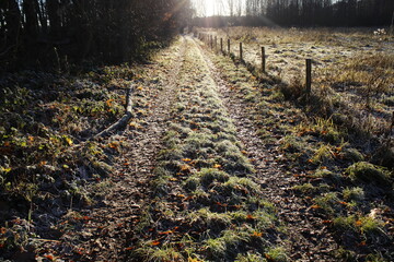 Path in the forest