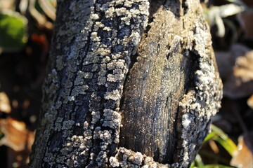 tree trunk with frost 