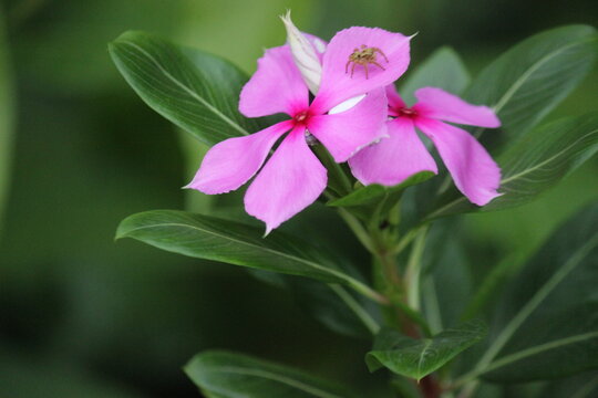 catharanthus roseus bloom in the garden after rain.rosy periwinkle,Catharanthus roseus, commonly known as bright eyes. name(Noyon tara)