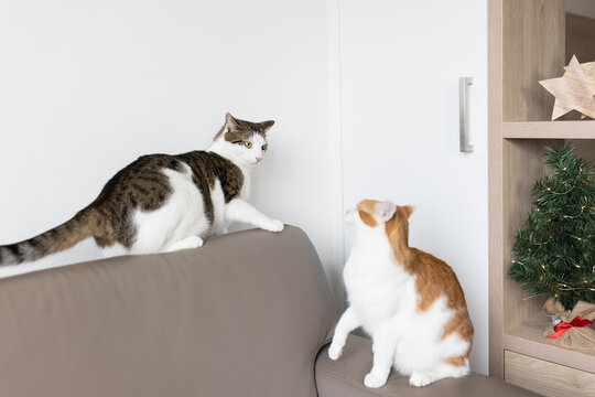 Two domestic cats playing and fighting on leather couch next to Christmas tree. Holiday preparations and domestic animals concept. Christmas time mood. Selective focus, copy space