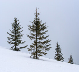 Christmas trees on a background of fog and snowy mountains. Blurred background. Selective focus.