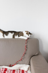 Domestic cat laying on leather couch back, playing with Christmas wrapping ribbon decoration. Holiday preparations and domestic animals concept. Christmas time mood. Selective focus