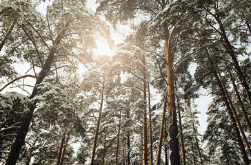 Winter forest landscape. Snow in forest. Cold winter weather. Coniferous forest background. Sunlight through the trees. Sunset landscape. Sunrise sun shining.