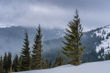Christmas trees on a background of fog and snowy mountains. Blurred background. Selective focus.