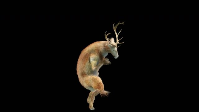 Deer Dancing, 3d rendering, Animation Loop, cartoon, included in the end of the clip with Alpha matte.