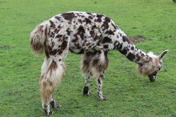 llama in pature