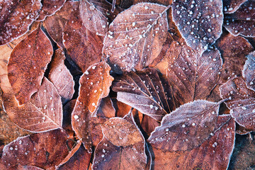 Vollbildansicht von braunen gefrorenen Blättern im Winter
