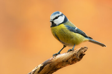 Eurasian blue tit (Cyanistes caeruleus), with a beautiful yellow background. Colorful songbird with blue feather sitting on the branch in the forest. Autumn wildlife scene from nature, Czech Republic