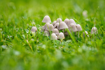 Tiny caps of mushrooms growing in the green grass.