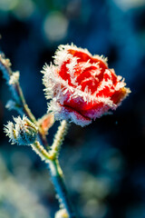 Fototapeta premium frozen rose