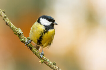 Obraz na płótnie Canvas Great tit (Parus major), with beautiful yellow background. Colorful song bird with yellow feather sitting on the branch in the forest. Autumn wildlife scene from nature, Czech Republic