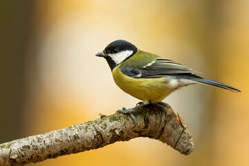 Great tit (Parus major), with beautiful yellow background. Colorful song bird with yellow feather sitting on the branch in the forest. Autumn wildlife scene from nature, Czech Republic