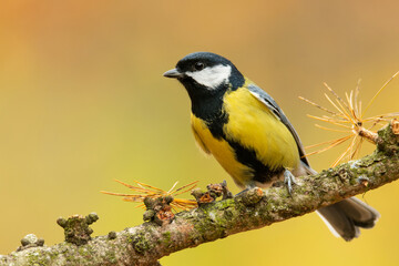 Obraz premium Great tit (Parus major), with beautiful yellow background. Colorful song bird with yellow feather sitting on the branch in the forest. Autumn wildlife scene from nature, Czech Republic