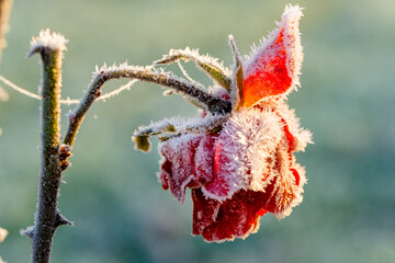 frozen flower leaves red rose 