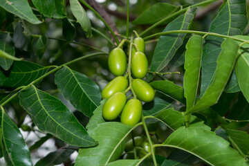 Fresh Neem fruit on tree with leaf on nature background. Azadirachta indica,neem, nimtree or Indian lilac.