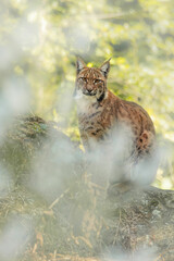 Eurasian lynx (Lynx lynx), with a beautiful yellow coloured background. An amazing endangered carnivore mammal with brown hair in the forest. Autumn wildlife scene from nature, Germany