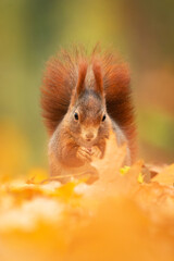 Eurasian red squirrel (Sciurus vulgaris), with beautiful yellow coloured background. An amazing ...