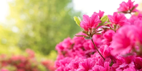 Keuken spatwand met foto Close up van roze azalea bloem met kopie ruimte achtergrond © wooooooojpn