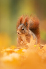 Eurasian red squirrel (Sciurus vulgaris), with beautiful yellow coloured background. An amazing  cute mammal with red hair in the forest. Autumn wildlife scene from nature, Czech Republic