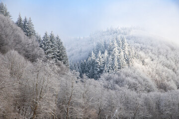 Fototapeta na wymiar trees covered with hoarfrost on early winter morning