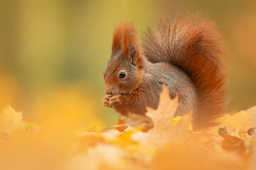 Eurasian red squirrel (Sciurus vulgaris), with beautiful yellow coloured background. An amazing  cute mammal with red hair in the forest. Autumn wildlife scene from nature, Czech Republic