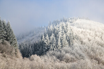 trees covered with hoarfrost on early winter morning