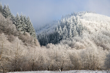 trees covered with hoarfrost on early winter morning