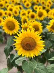 field of blooming sunflowers on a background of blue sky. Oil production