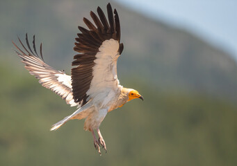 Egyptian vulture flying over the mountains