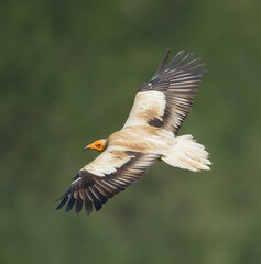 Egyptian vulture flying over the mountains