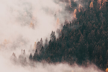 foggy autumn landscape with pine trees