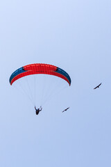Paraglider flying very close to two birds. clear blue sky. Paragliding in red and blue colors.