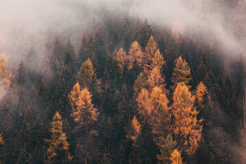 foggy autumn landscape with pine trees
