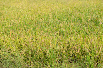 thailand traditional rice farming. Rice farming landscape in autumn. Rice field and the sky. thai rice seeds in ear of paddy. Beautiful rice field and ear of rice Morning sun against cloud and sky.