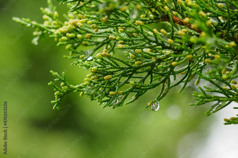 Canvas Prints raindrop on a decorative green twig.