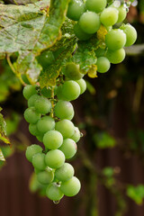 Green wine fruits on the plant.
