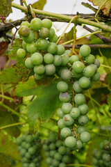 Green wine fruits on the plant.