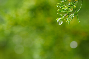 Fototapeta na wymiar Raindrop on a decorative green twig.